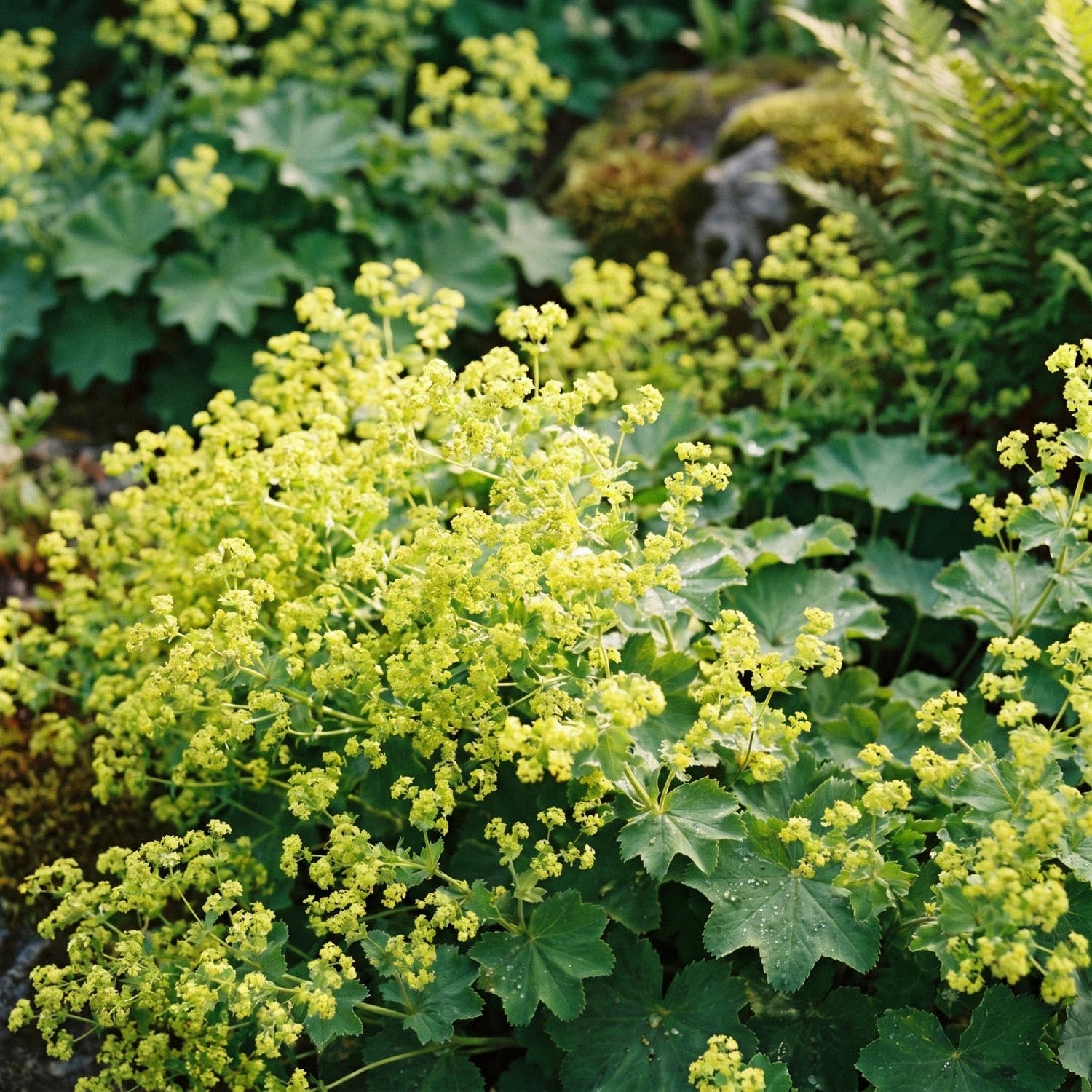 Frauenmantel, Alchemilla 'Robustica'