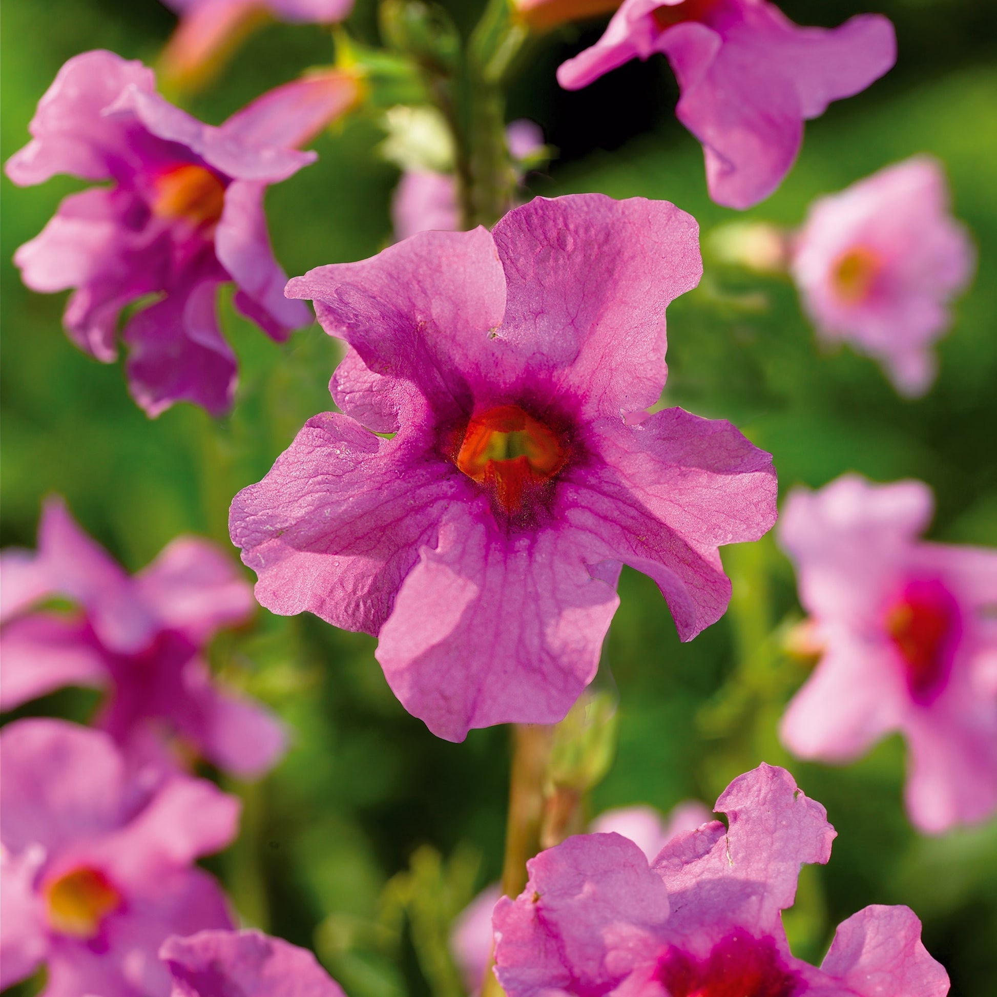 Freilandgloxinie, Incarvillea delavayi 'Pink'