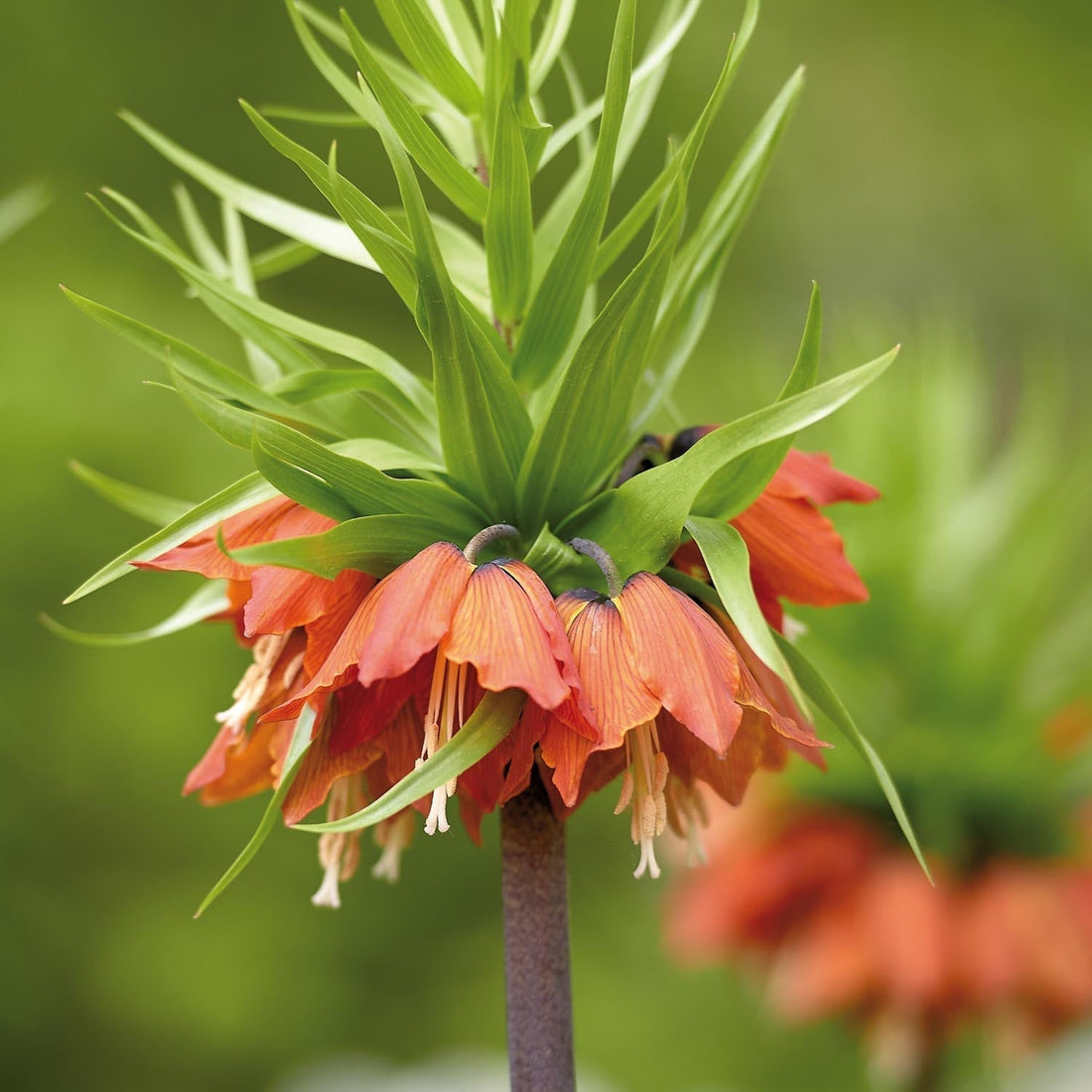 Fritillaria imperialis 'Imperialis Rubra'