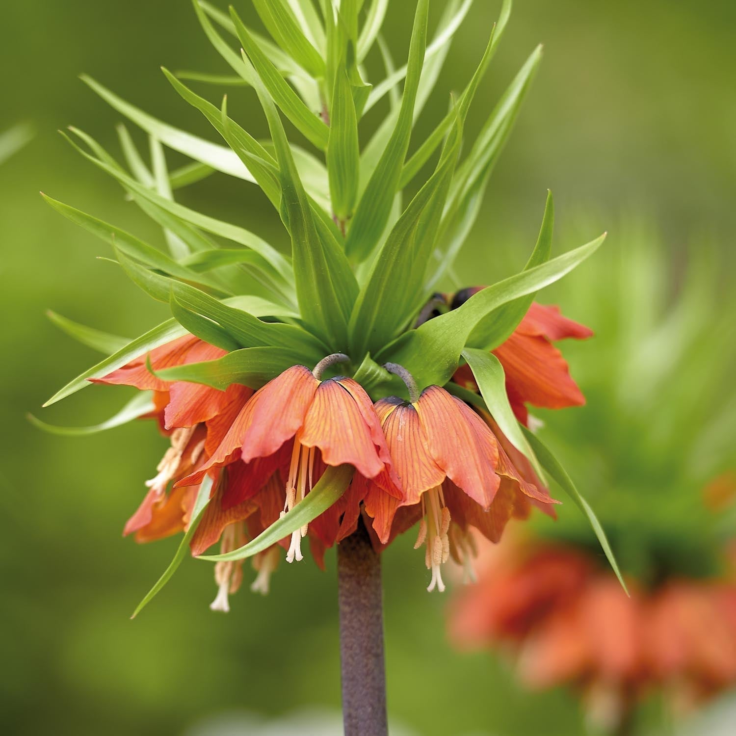 Fritillaria imperialis 'Imperialis Rubra'