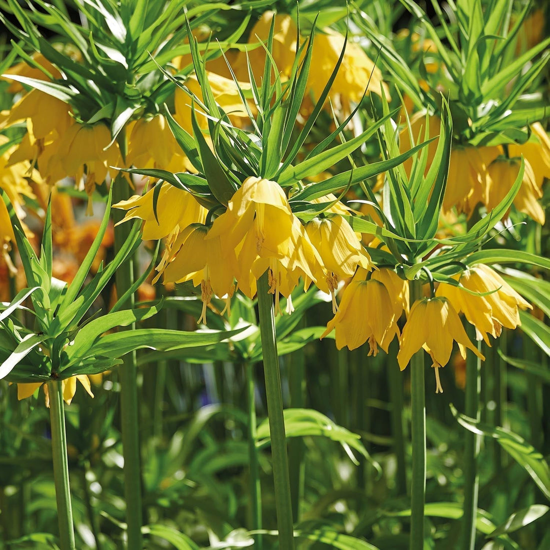 Fritillaria imperialis 'Lutea'