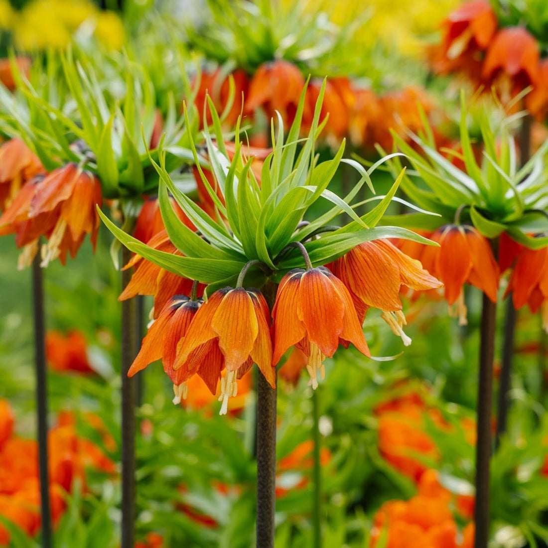 Fritillaria imperialis 'Rubra Maxima'