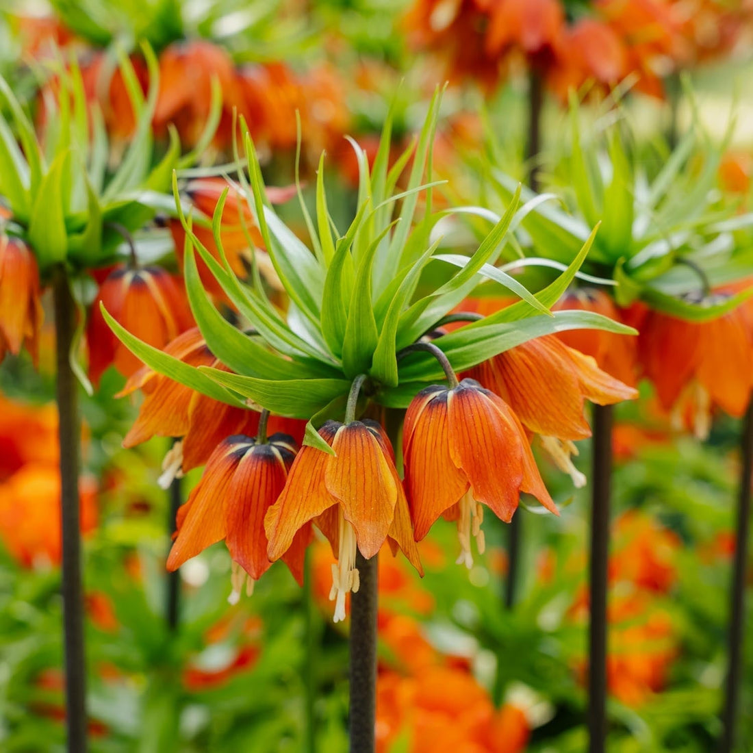 Fritillaria imperialis 'Rubra Maxima'