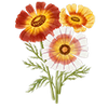 Blumensamen