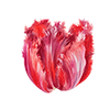 Tulpen