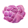 Tulpen