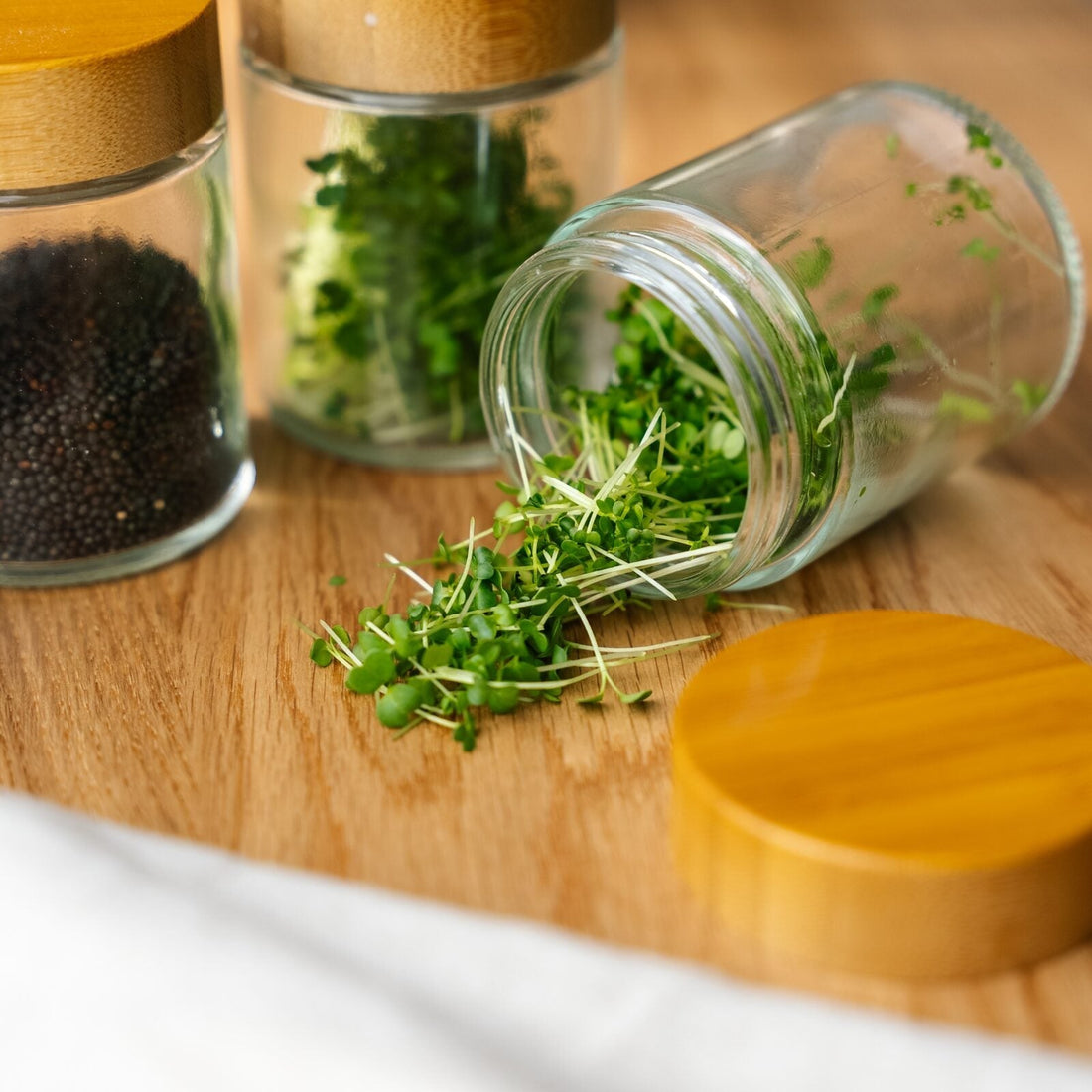 Glas-Aufbewahrungsdosen für Microgreens