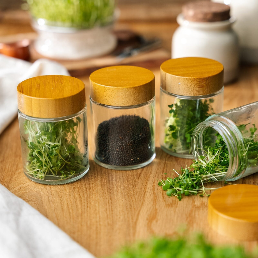 Glas-Aufbewahrungsdosen für Microgreens