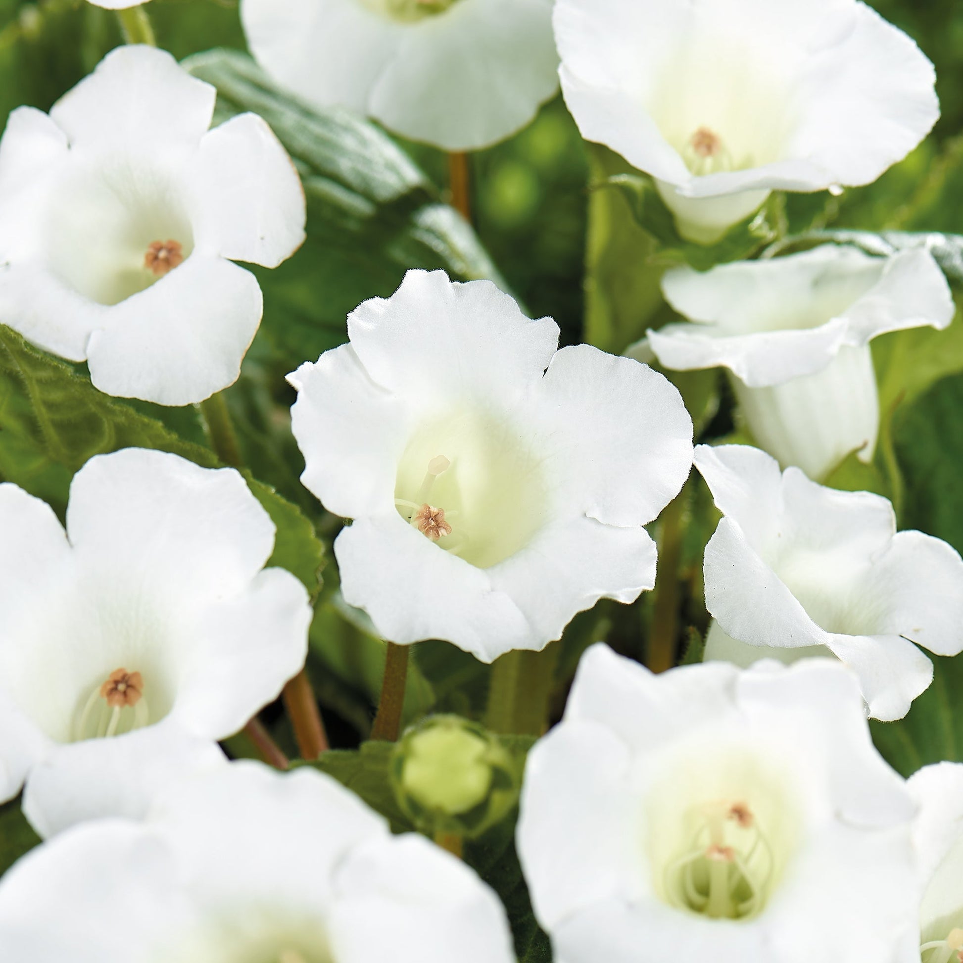 Gloxinie, Sinningia 'Mont Blanc'