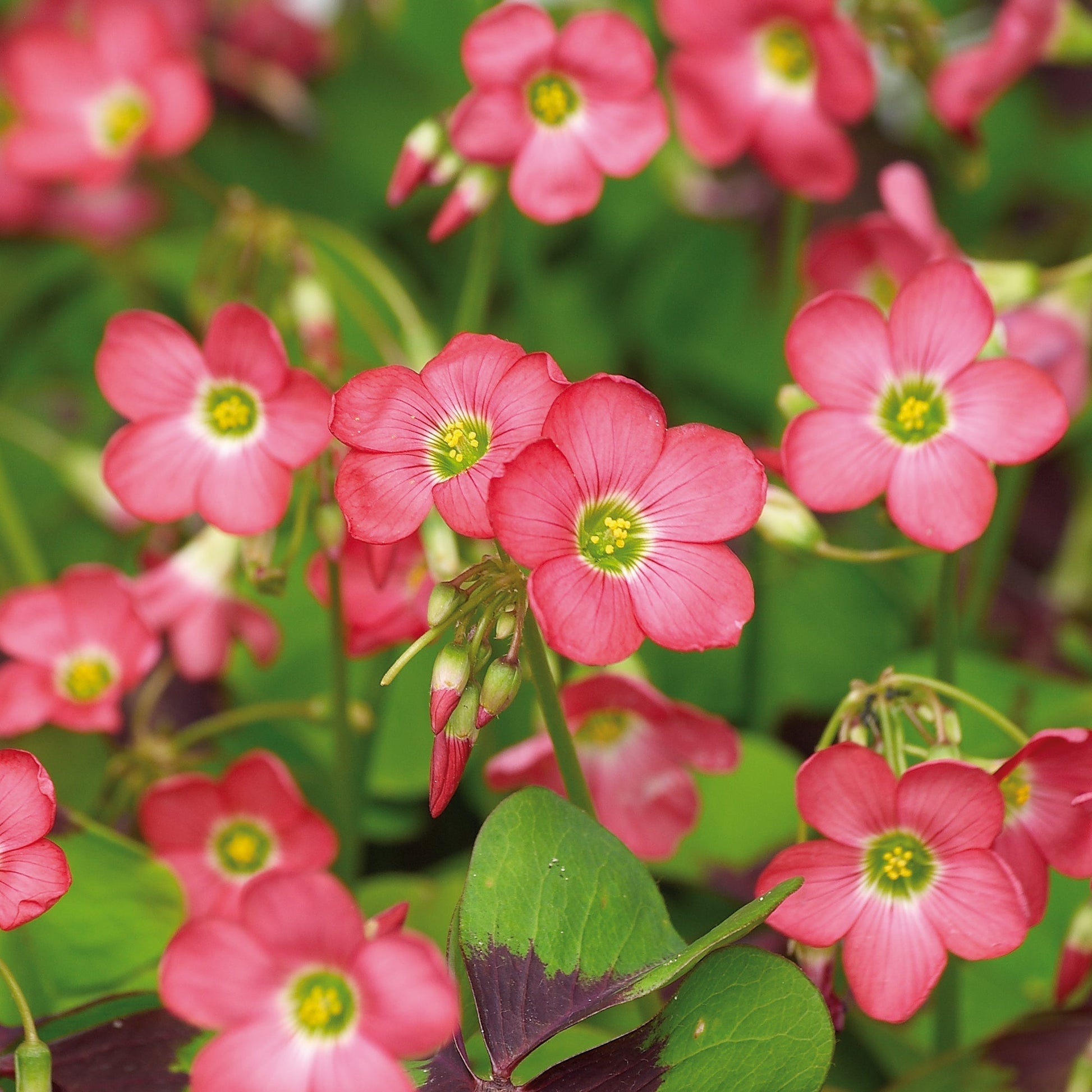 Glücksklee, Oxalis 'Iron Cross'