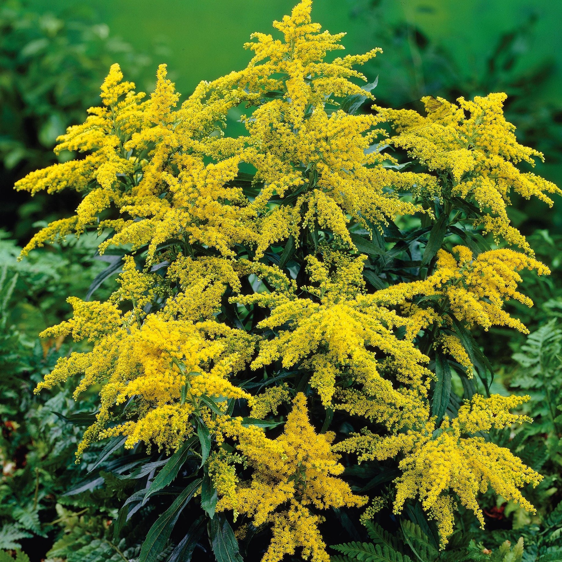Goldrute, Solidago 'Citronella'