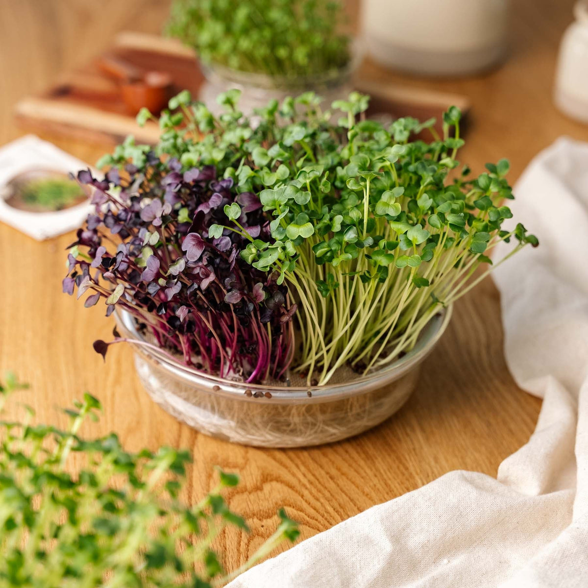 Große Keimschale für Microgreens