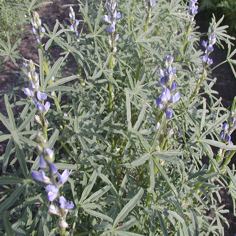 Gründünger 'Blue Lupin' (20 m²)