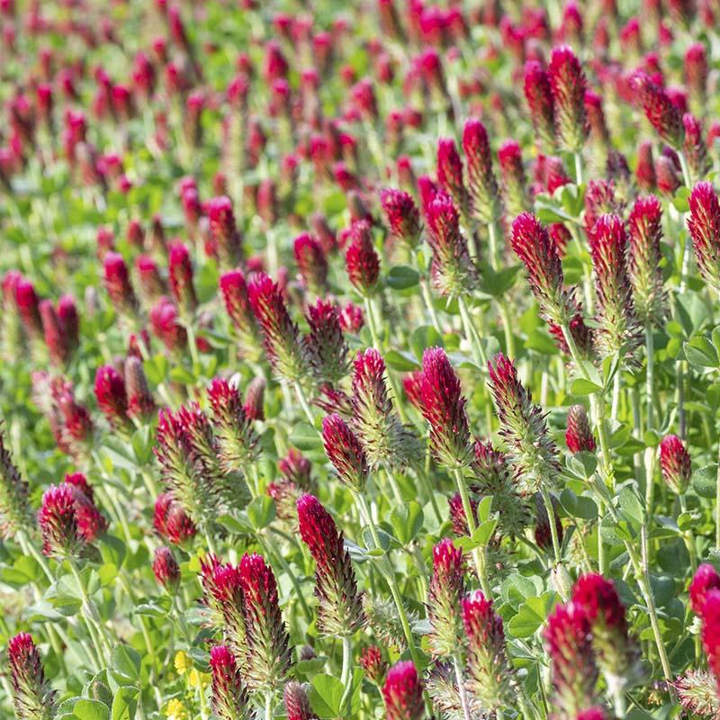 Gründünger 'Crimson Clover' (20 m²)