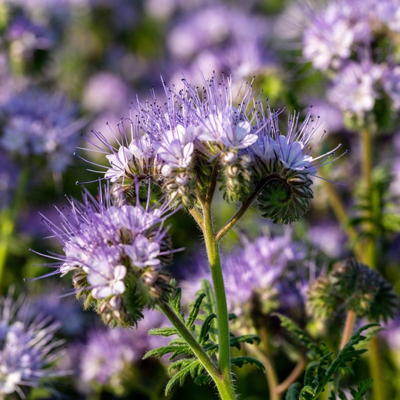 Gründünger 'Phacelia' (20 m²)