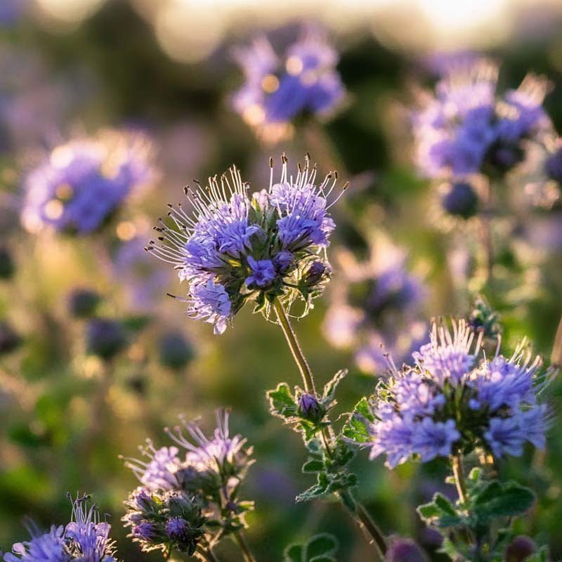 Gründünger 'Phacelia' (20 m²)