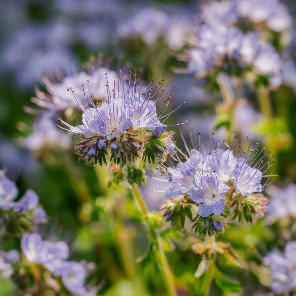 Gründünger 'Phacelia' (20 m²)