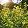 Gründünger 'White Mustard' (20 m²)