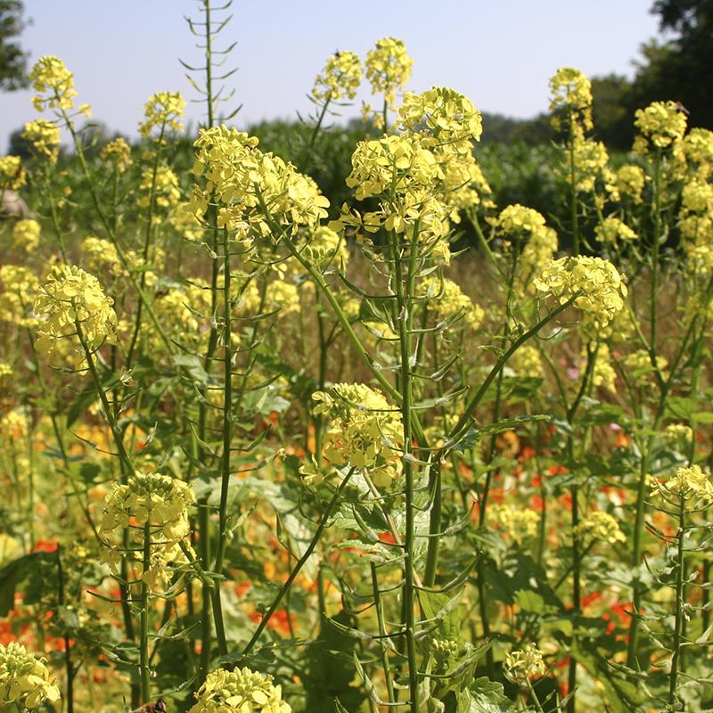 Gründünger 'White Mustard' (20 m²)