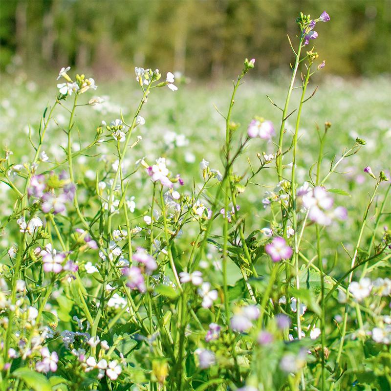 Gründüngerg 'Fodder Radish' (20 m²)