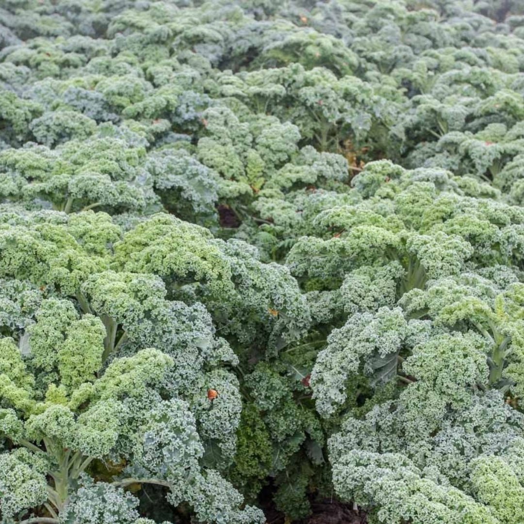 Grünkohl Samen 'Halbhoher grüner Krauser' - 50 Biosamen