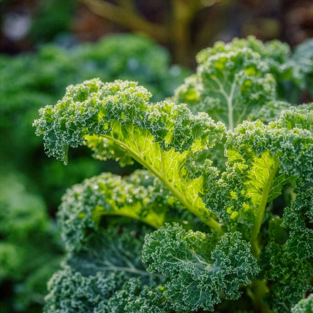 Grünkohl Samen 'Westland Winter' - 75 Biosamen
