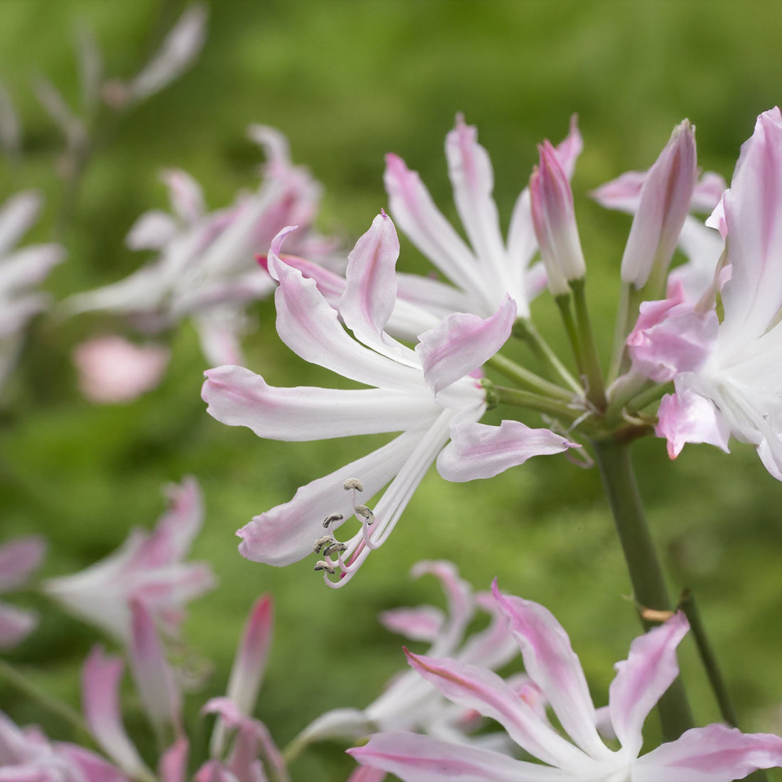 Guernseylilie, Nerine 'Bioncé'