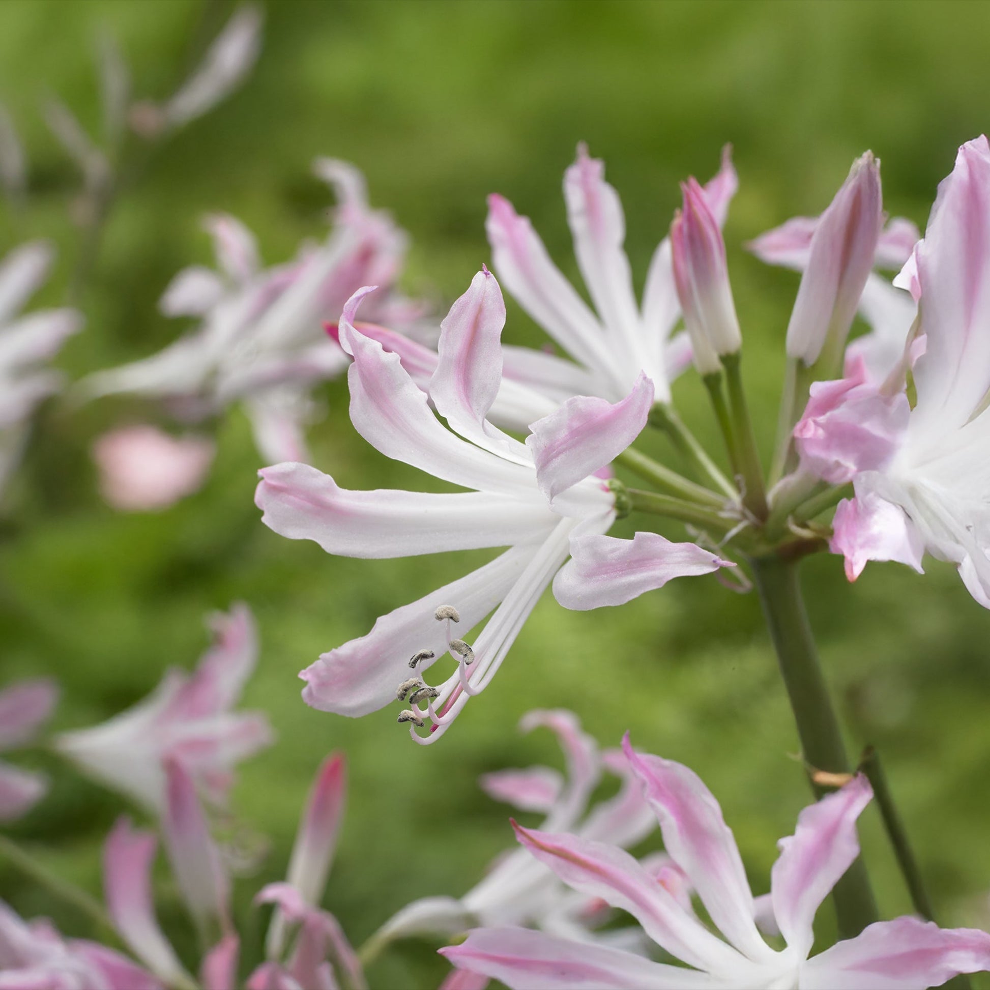 Guernseylilie, Nerine 'Bioncé'