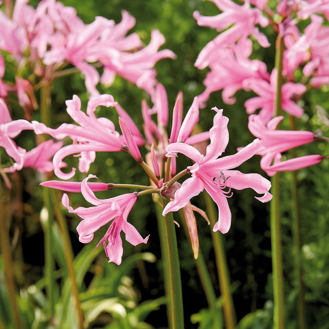 Guernseylilie, Nerine bowdenii
