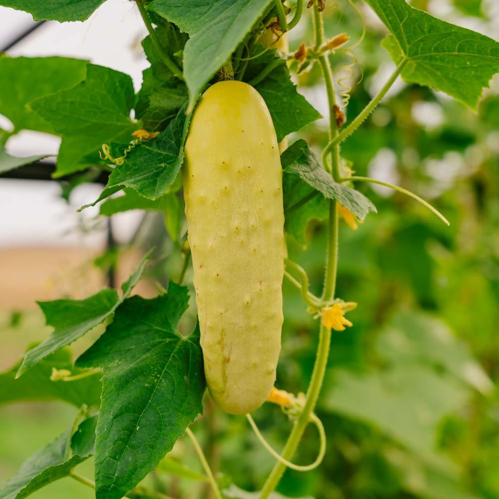 Gurkensamen 'Gele Tros' - 10 Biosamen