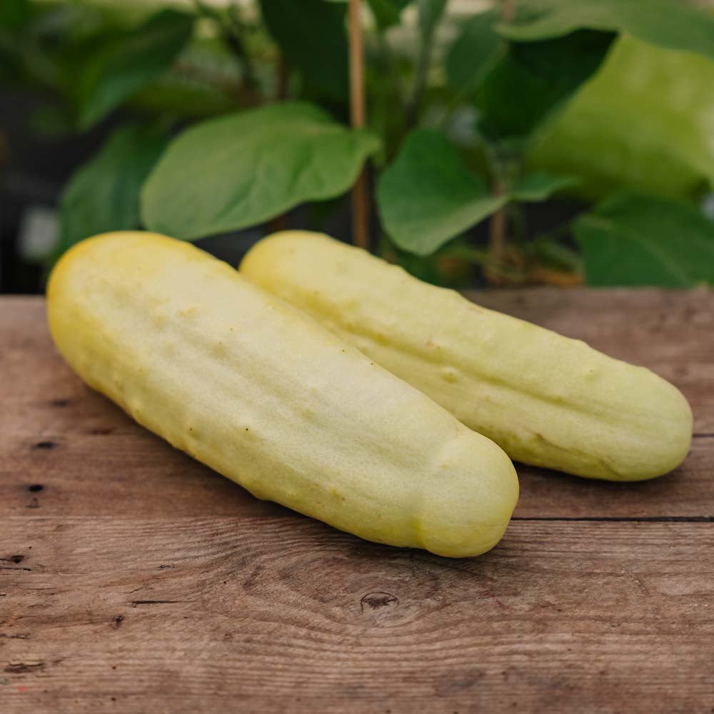 Gurkensamen 'Gele Tros' - 10 Biosamen
