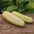 Gurkensamen 'Gele Tros' - 10 Biosamen
