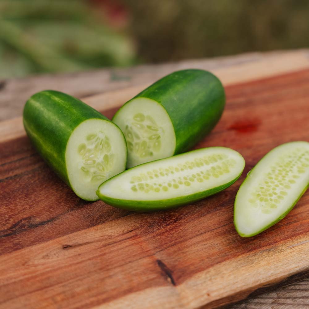 Gurkensamen 'Kaikura F1' - 5 Biosamen