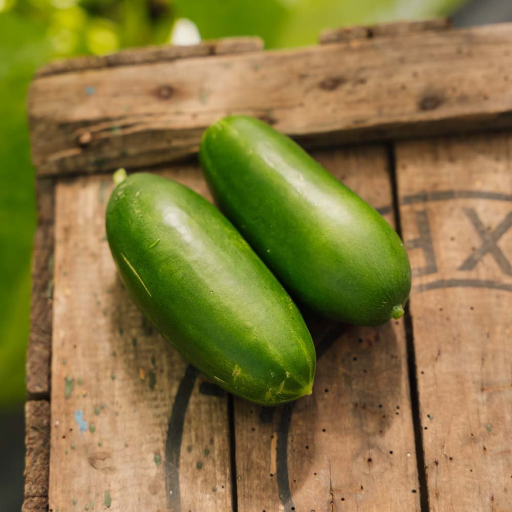 Gurkensamen 'Kaikura F1' - 5 Biosamen