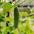 Gurkensamen 'Marketmore' - 10 Biosamen