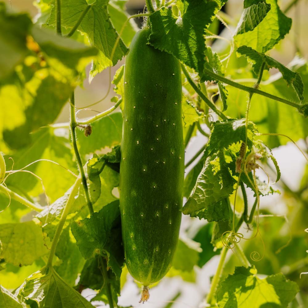 Gurkensamen 'Tanja' - 10 Biosamen