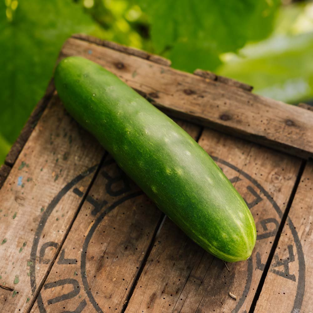 Gurkensamen 'Tanja' - 10 Biosamen