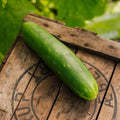 Gurkensamen 'Tanja' - 10 Biosamen