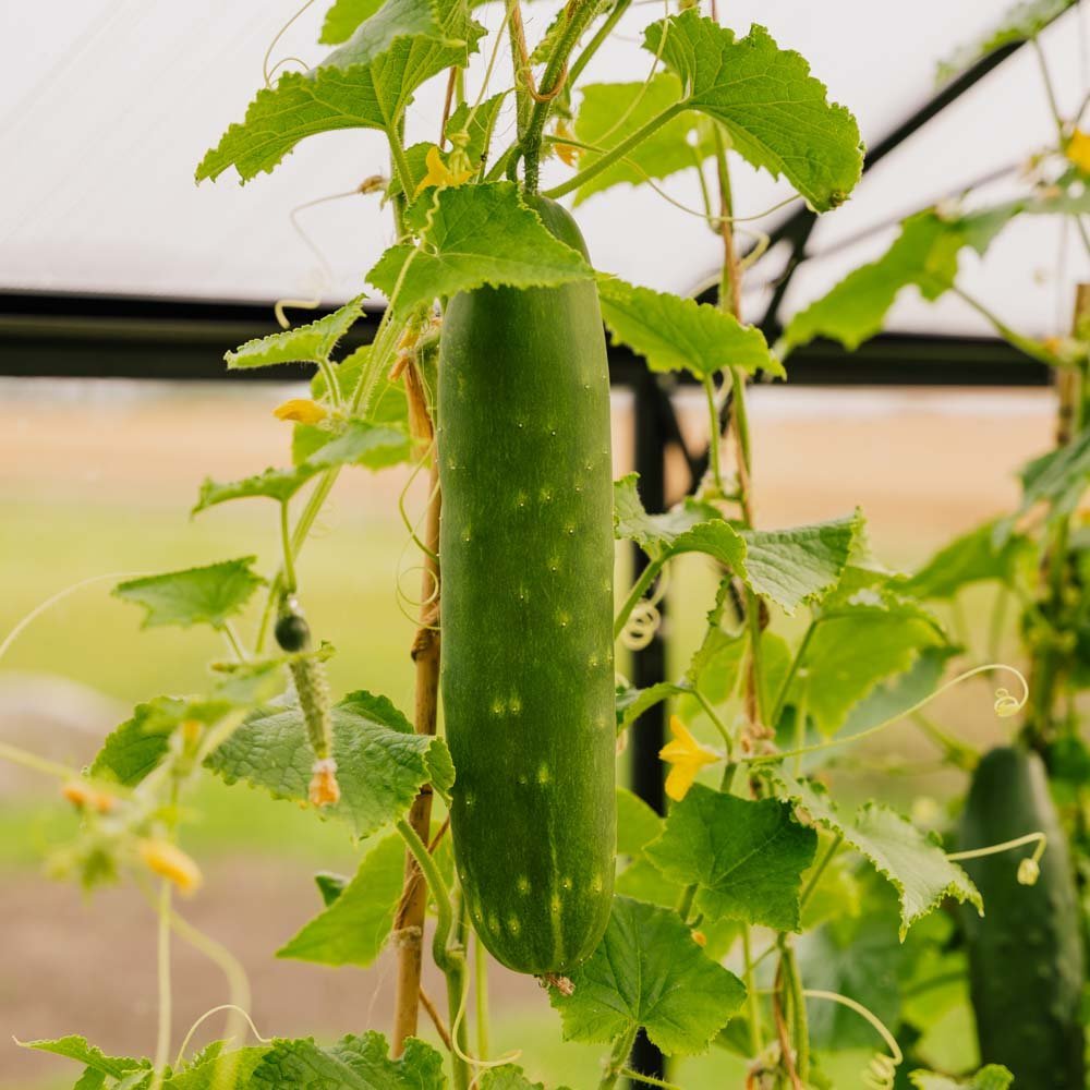 Gurkensamen 'Tanja' - 10 Biosamen