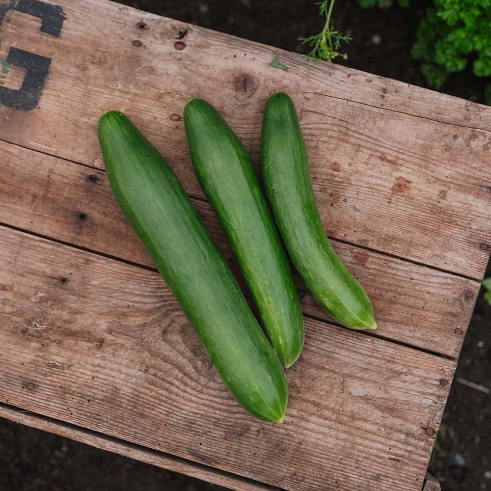Gurkensamen 'Telegraph Improved' - 10 Biosamen