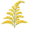 Goldruten Stängel / Solidago