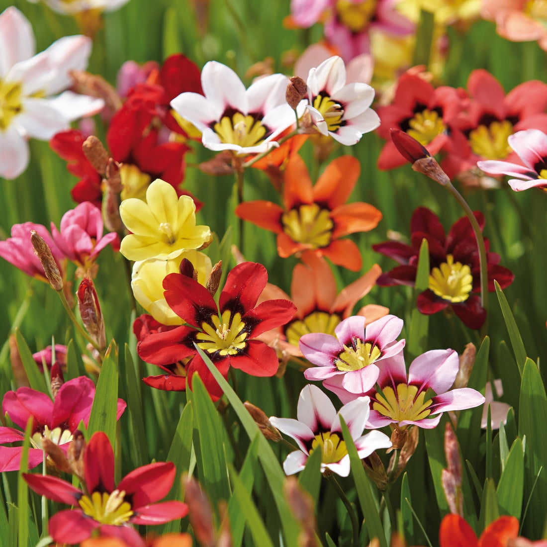 Harlekinblume, Sparaxis 'Mixed'