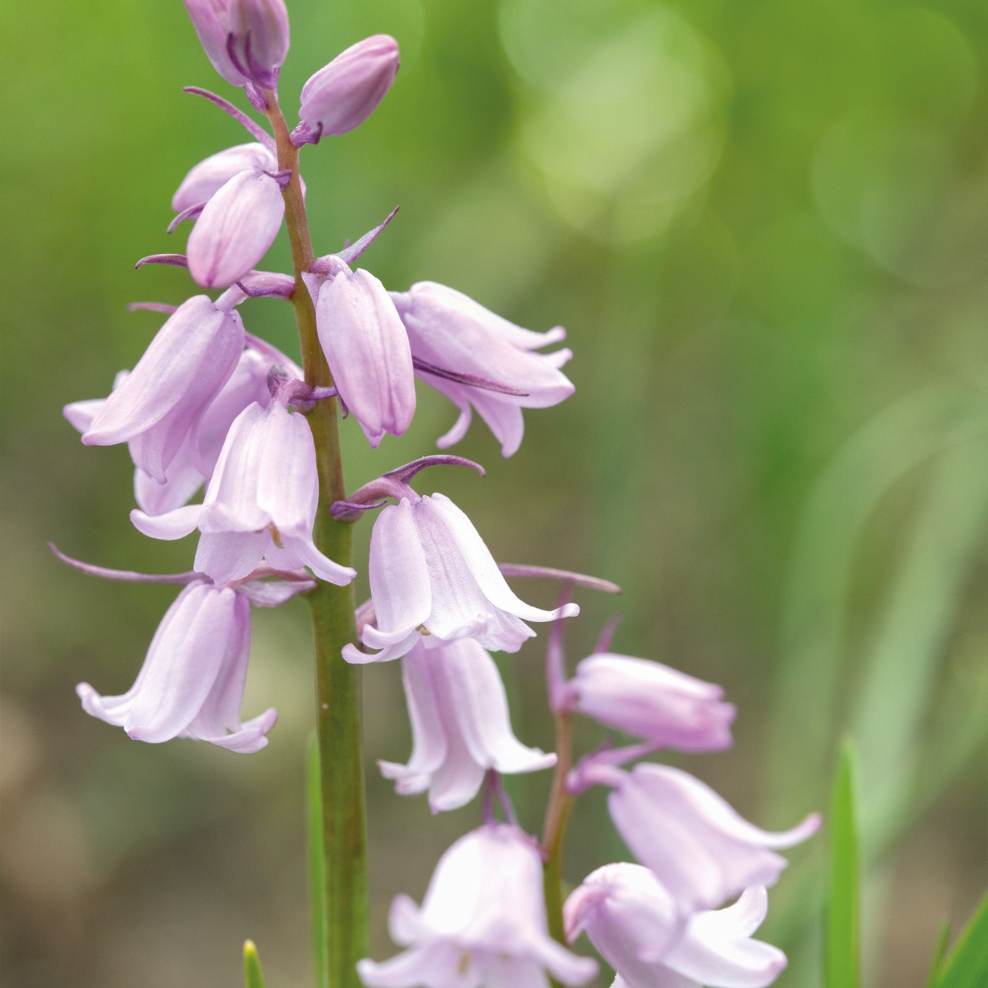 Hasenglöckchen, Hyacinthoides 'Queen of the Pinks'
