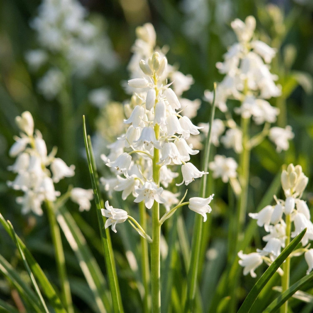 Hasenglöckchen, Hyacinthoides 'White City'