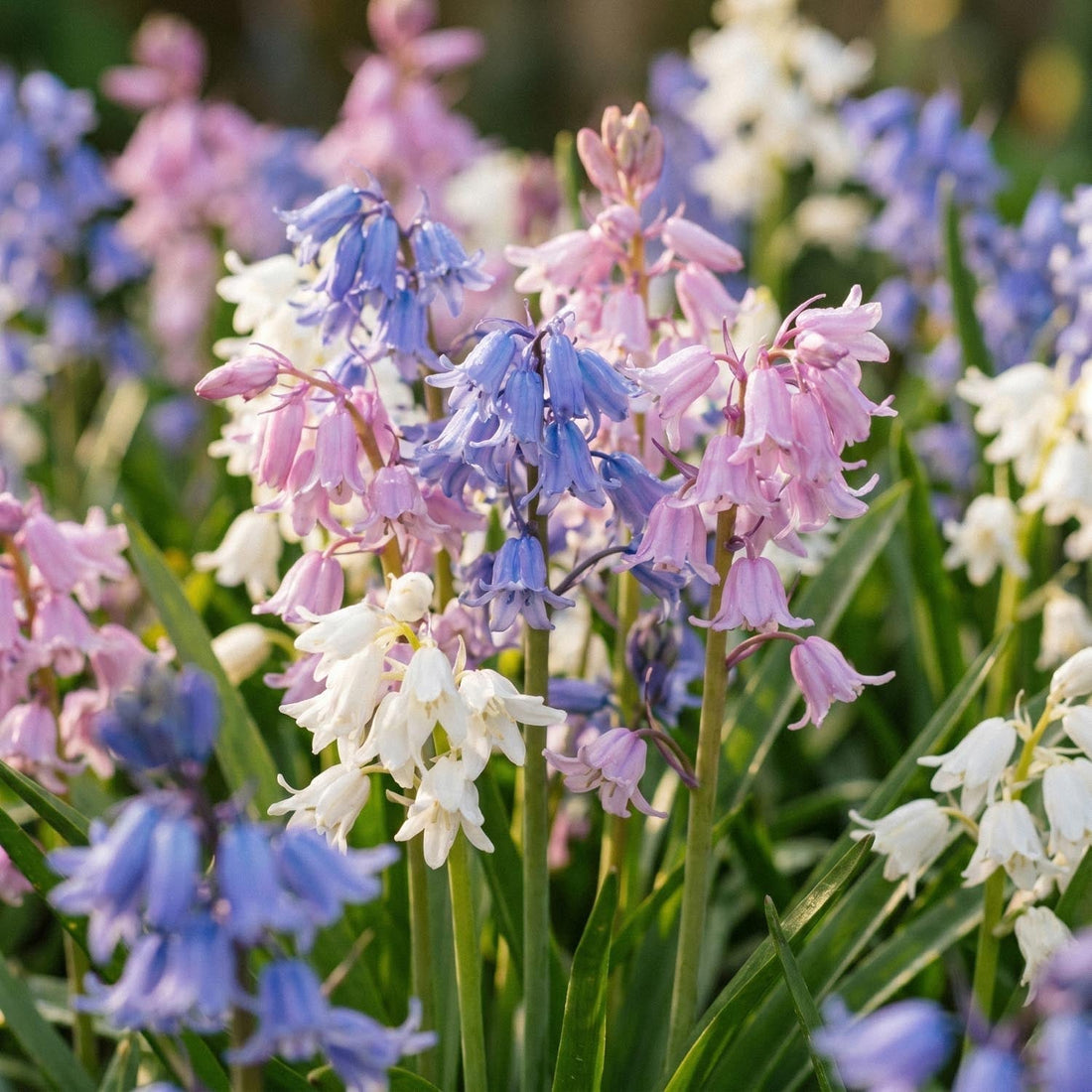 Hasenglöckchenmischung, Hyacinthoides 'Mixed'