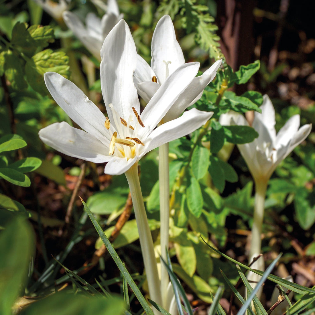 Herbstzeitlose, Colchicum 'Album'