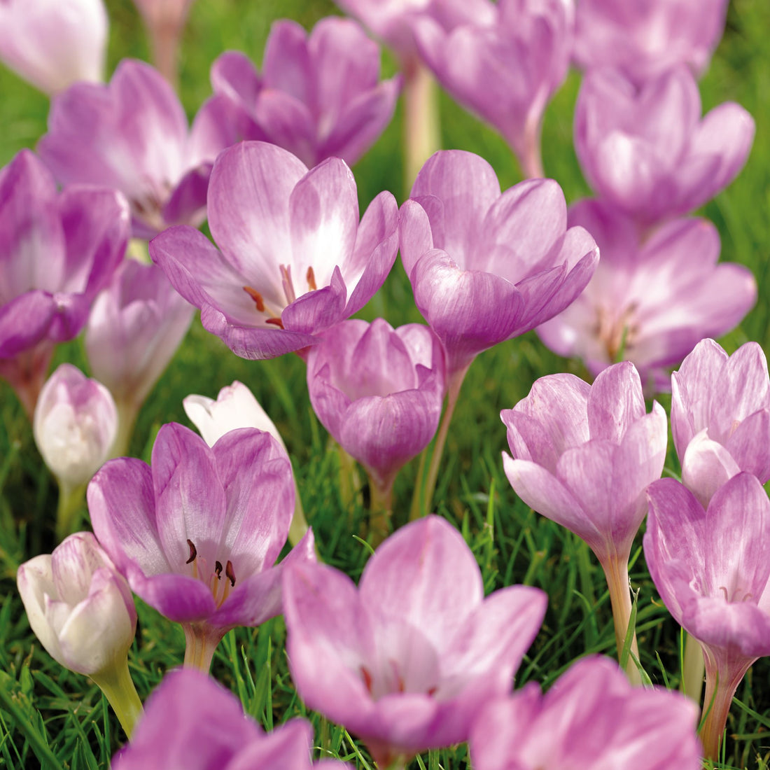 Herbstzeitlose, Colchicum 'Giant'