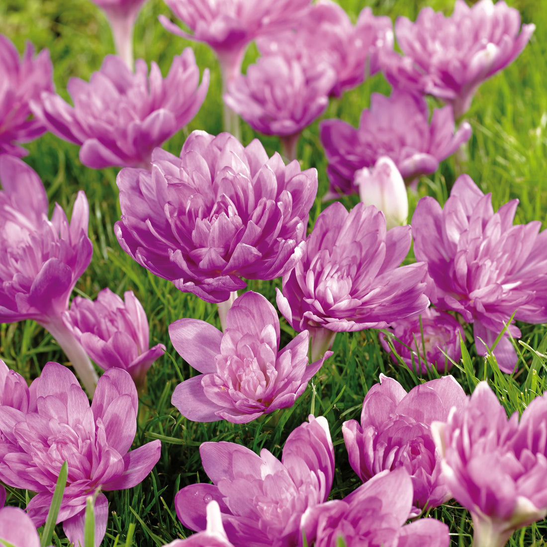 Herbstzeitlose, Colchicum 'Waterlily'