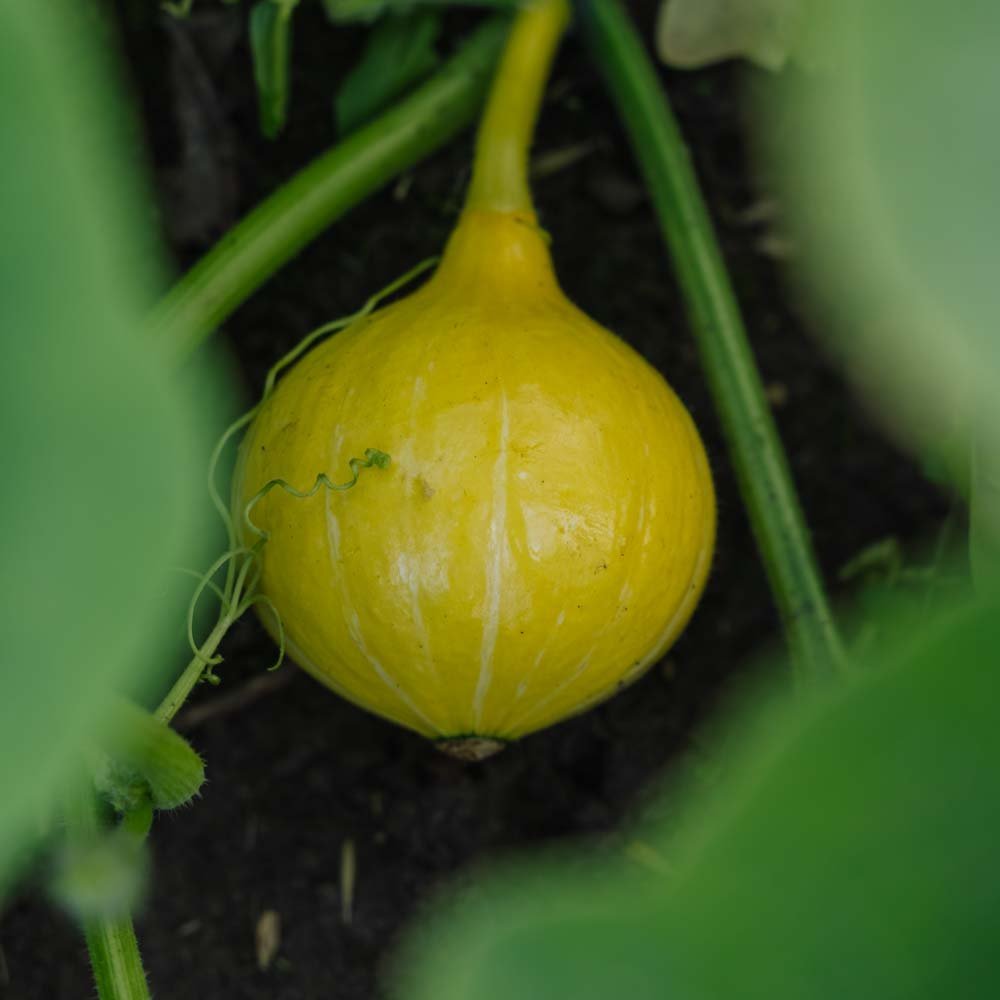 Hokkaido Samen 'Uchiki Kuri' - 5 Biosamen