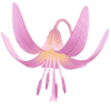 Hundszahn Zwiebeln / Erythronium